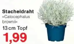 Jawoll Stacheldraht Angebot