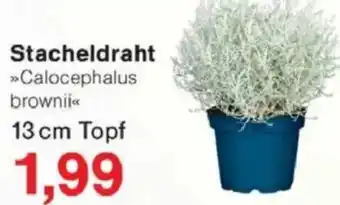 Jawoll Stacheldraht Angebot