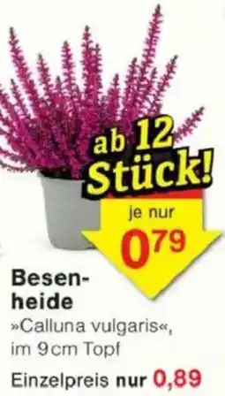 Jawoll Besenheide Angebot