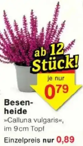 Jawoll Besenheide Angebot