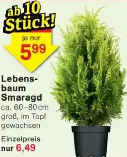 Jawoll Lebensbaum Smaragd Angebot