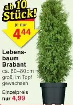 Jawoll Lebensbaum Brabant Angebot
