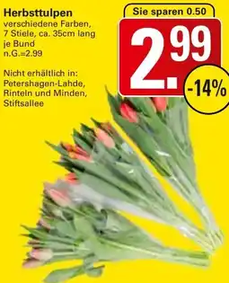 WEZ Herbsttulpen Angebot