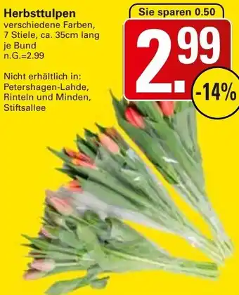 WEZ Herbsttulpen Angebot