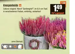 V Baumarkt Knospenheide Angebot