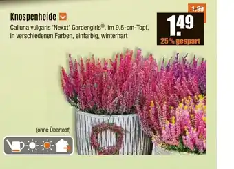 V Baumarkt Knospenheide Angebot