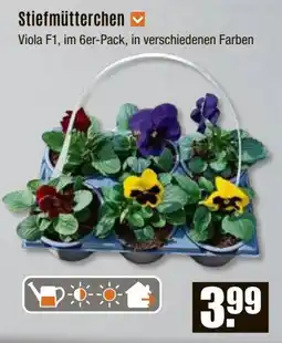 V Baumarkt Stiefmütterchen Angebot