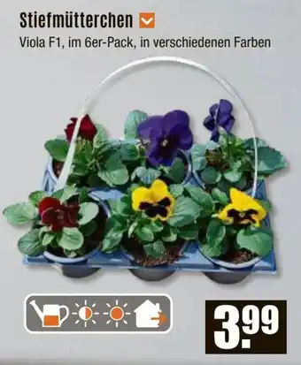 V Baumarkt Stiefmütterchen Angebot