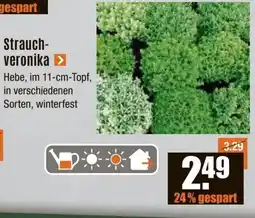 V Baumarkt Strauchveronika Angebot