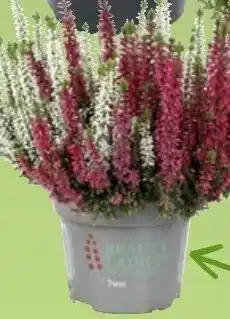 Thomas Philipps Calluna ,,Beauty Ladies" Twins Angebot