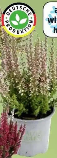 Thomas Philipps Calluna ,,Beauty Ladies" Angebot