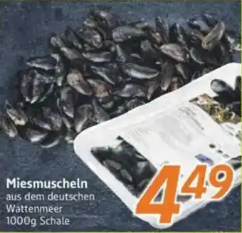 inkoop Miesmuscheln Angebot