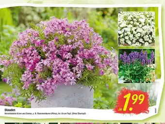 Floraland Stauden Angebot