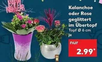 Kaufland Kalanchoe Oder Rose Geglittert Im übertopf Angebot