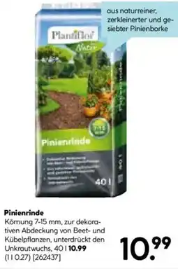 Hellweg Pinienrinde Angebot