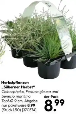 Hellweg Herbstpflanzen ,,Silberner Herbst" Angebot