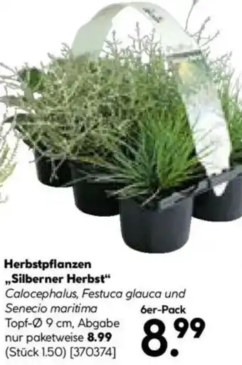 Hellweg Herbstpflanzen ,,Silberner Herbst" Angebot