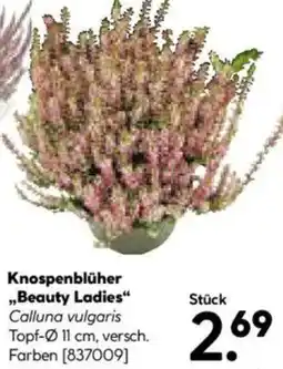 Hellweg Knospenblüher „Beauty Ladies" Angebot