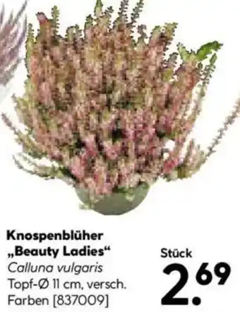 Hellweg Knospenblüher „Beauty Ladies" Angebot