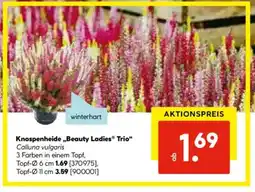 Hellweg Knospenheide ,,Beauty Ladies Trio“ Angebot