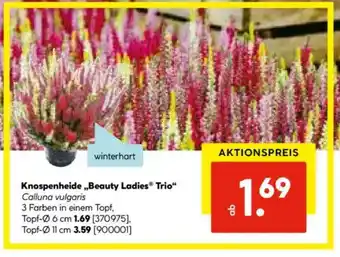 Hellweg Knospenheide ,,Beauty Ladies Trio“ Angebot