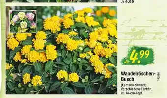 Floraland Wandelröschen Busch Angebot