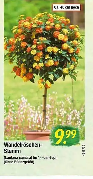 Floraland Wandelröschen Stamm Angebot