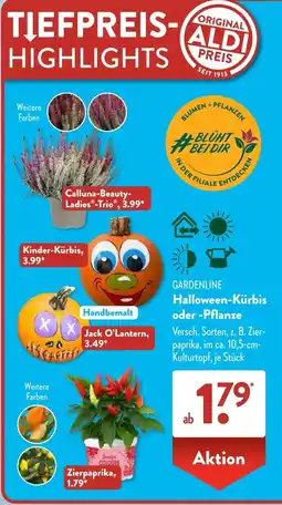 Aldi Süd GARDENLINE Halloween-Kürbis oder Pflanze Angebot