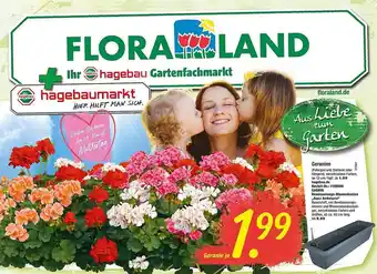 Floraland Geranien Angebot