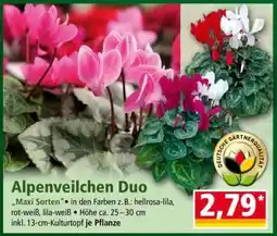 Norma Alpenveilchen Duo Angebot