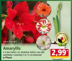 Norma Amaryllis Angebot