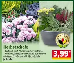 Norma Herbstschale Angebot