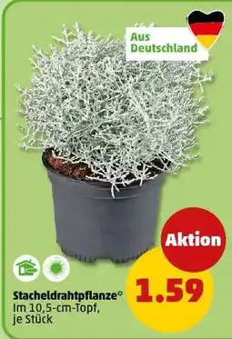 PENNY Stacheldrahtpflanze Angebot