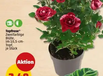 PENNY Topfrose Angebot