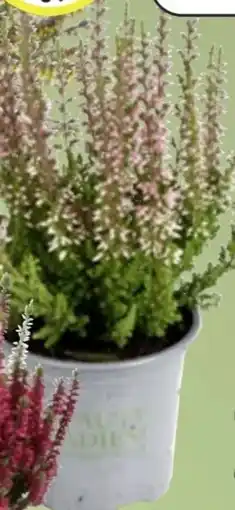 Thomas Philipps Beauty Ladies Calluna Angebot