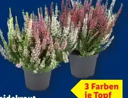 Lidl Heidekraut Angebot
