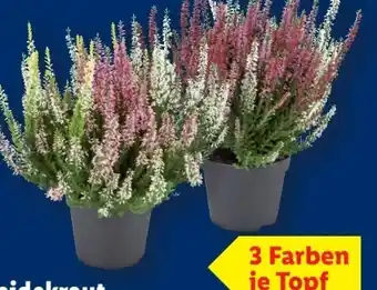 Lidl Heidekraut Angebot