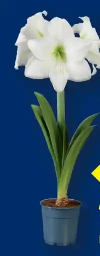 Lidl Amaryllis Angebot