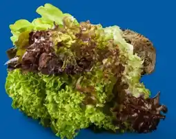 Lidl Salat Multicolor Angebot