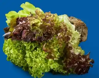 Lidl Salat Multicolor Angebot