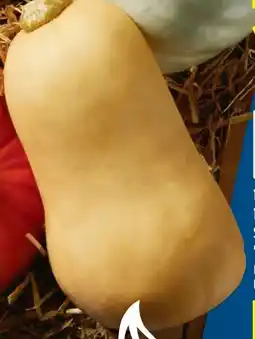Lidl Bio Speisekürbis Butternut Angebot