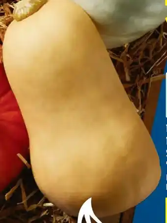 Lidl Bio Speisekürbis Butternut Angebot