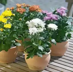 Hagebau Chrysanthemum Indicum Angebot