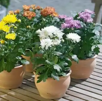 Hagebau Chrysanthemum Indicum Angebot