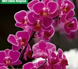 Hagebau Schmetterlingsorchidee Phalaenopsis Multiflora Angebot