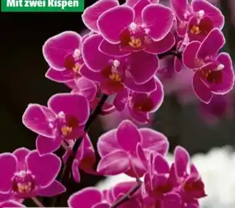 Hagebau Schmetterlingsorchidee Phalaenopsis Multiflora Angebot