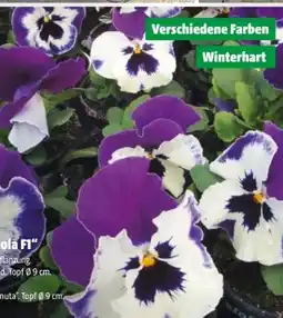 Hagebau Stiefmütterchen Viola F1 Angebot
