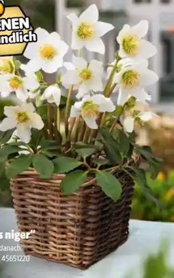 Hagebau Christrose Helleborus Niger Angebot