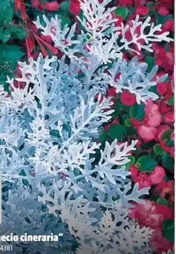 Hagebau Silberblatt Senecio cineraria Angebot