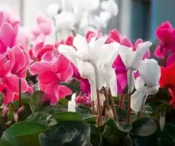 Hagebau Zimmer-Alpenveilchen Cyclamen Persicum Angebot